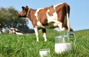 Bazısı ibadeti terk etmek için tabiatçı olur