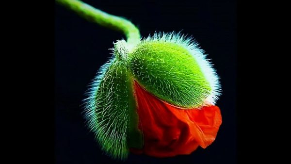 Risale-i Nurların Anlaşılamama ve Tenkitlerin Temelleri