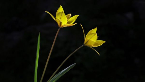 Bir Vedânın Hazin Öyküsü